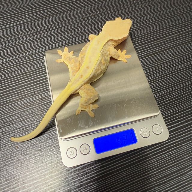릴리100%헷아잔틱