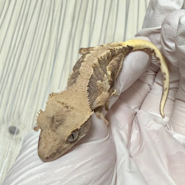 릴리100%헷아잔틱