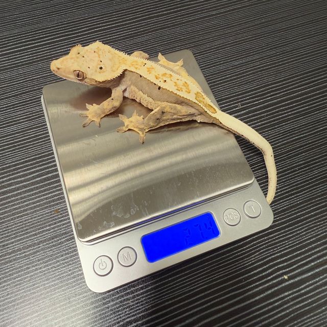 100%헷아잔틱