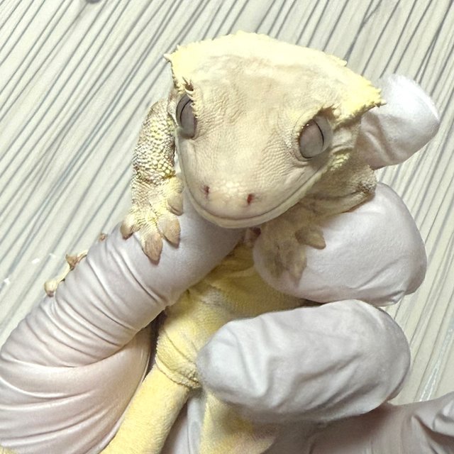 릴리화이트 옐로우