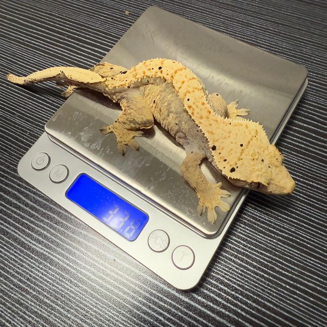 100%헷아잔틱