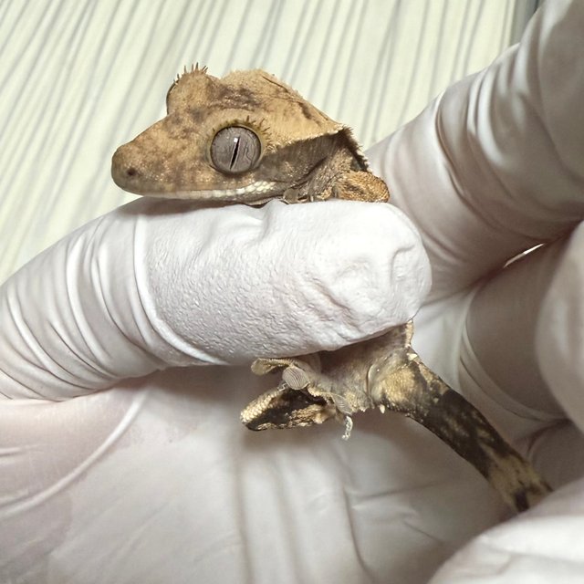 노멀 핀스트라이프