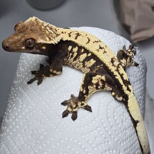세이블