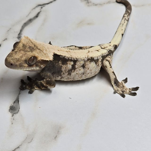세이블