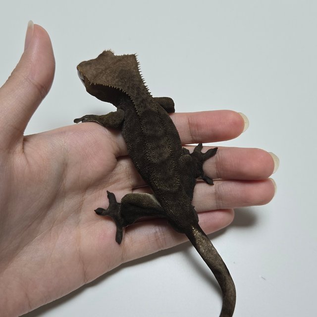 팬텀 다크 챠콜