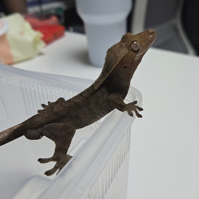 팬텀 다크 챠콜