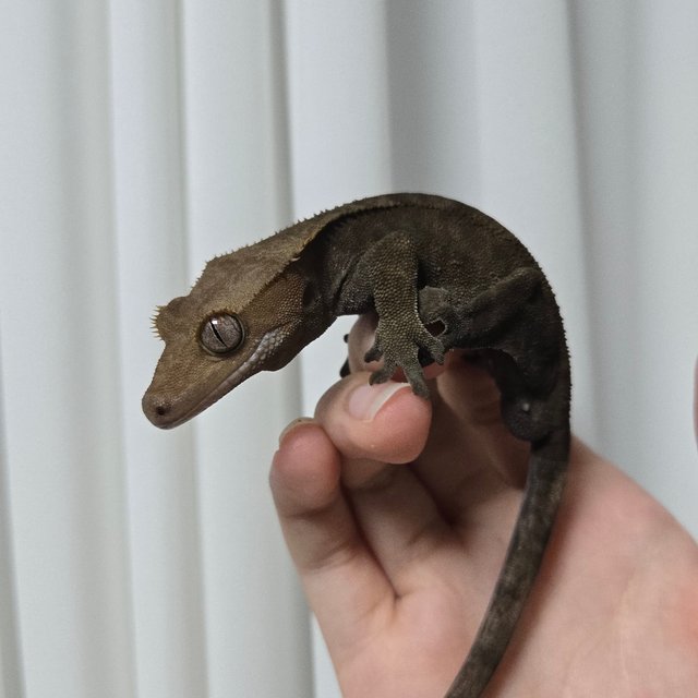 팬텀 다크 챠콜