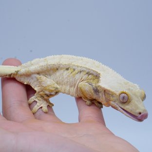 이브