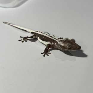 릴잔틱