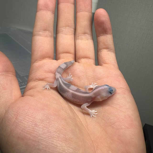 고스트 오레오 줄루