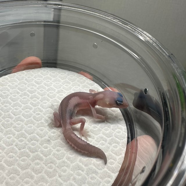 고스트 오레오 줄루