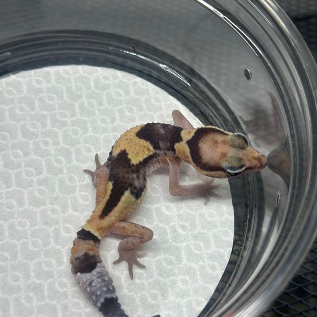 화이트아웃 헷 아멜라니스틱 헷 패턴리스