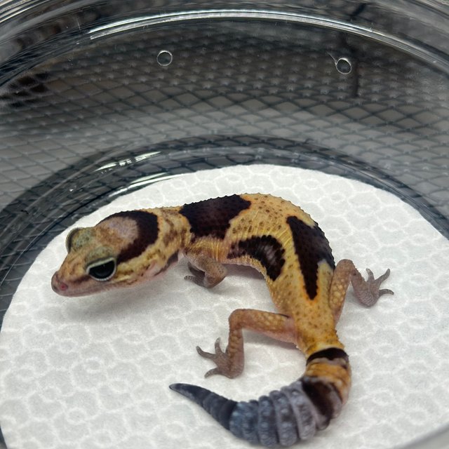 화이트아웃 헷 아멜라니스틱 헷 패턴리스