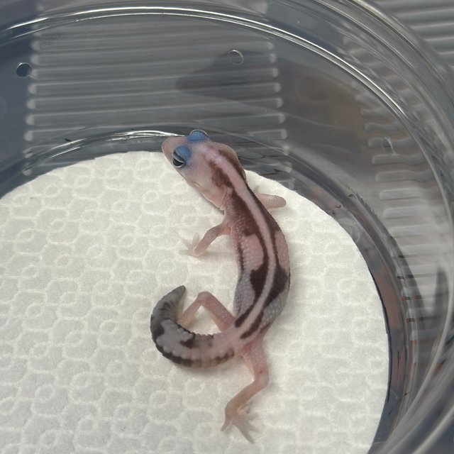 오레오 줄루 헷 고스트