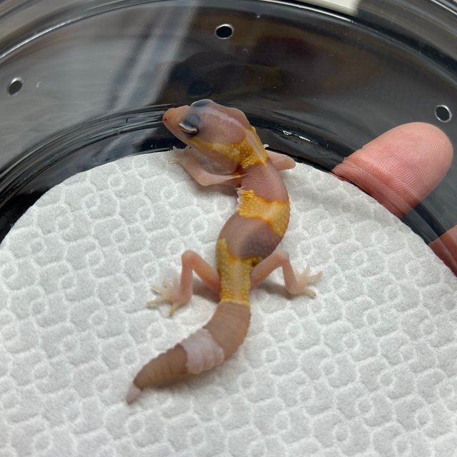 아멜라니스틱 헷 카라멜