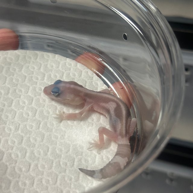 고스트 오레오 줄루