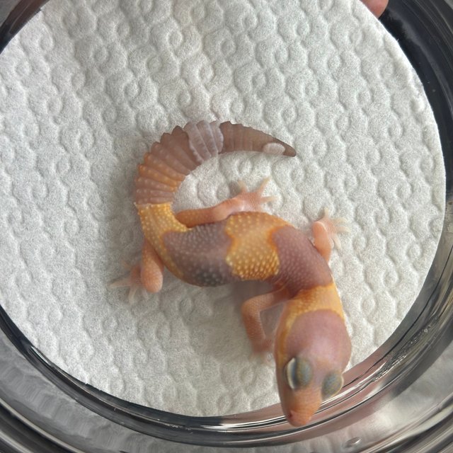 아멜라니스틱 헷 카라멜