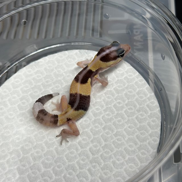 노멀 헷 아멜라니스틱 헷 카라멜