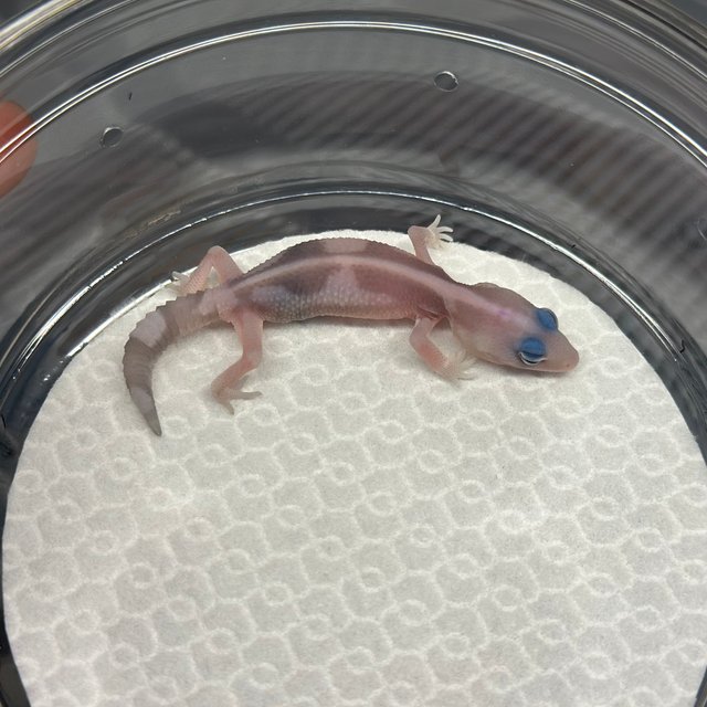 고스트 오레오 줄루