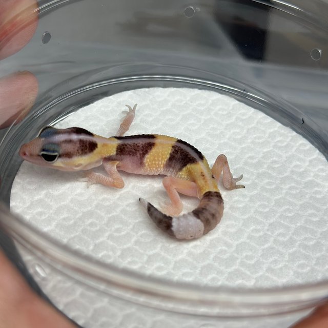 노멀 헷 아멜라니스틱 헷 카라멜