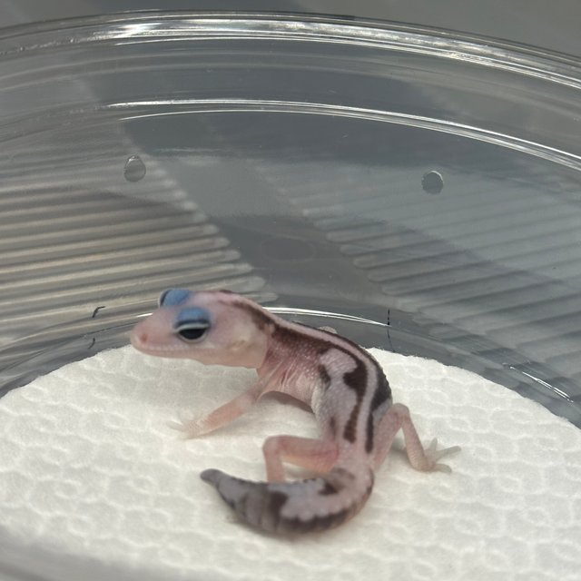 오레오 줄루 헷 고스트