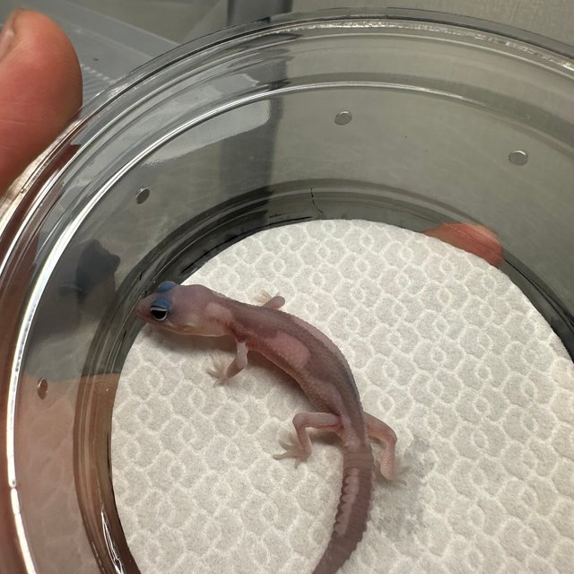 고스트 오레오 줄루