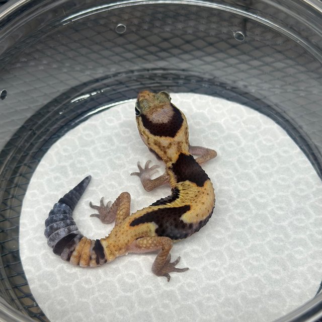 화이트아웃 헷 아멜라니스틱 헷 패턴리스