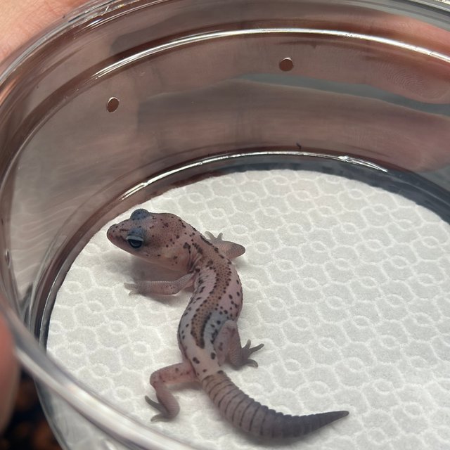 화이트아웃 패턴리스