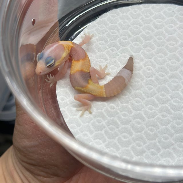 아멜라니스틱 헷 카라멜