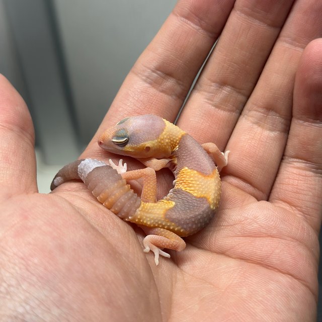 아멜라니스틱 헷 카라멜