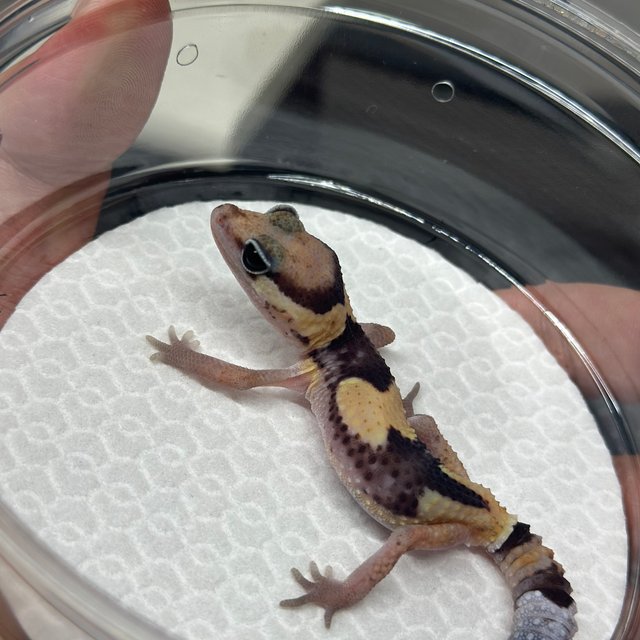 화이트아웃 헷 아멜라니스틱 헷 패턴리스