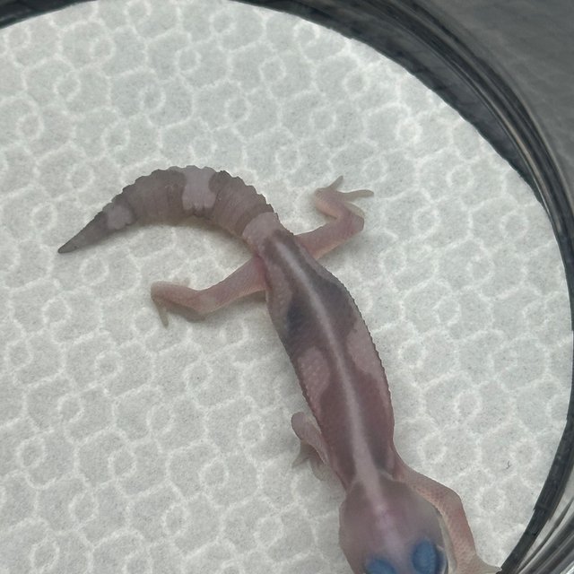 고스트 오레오 줄루