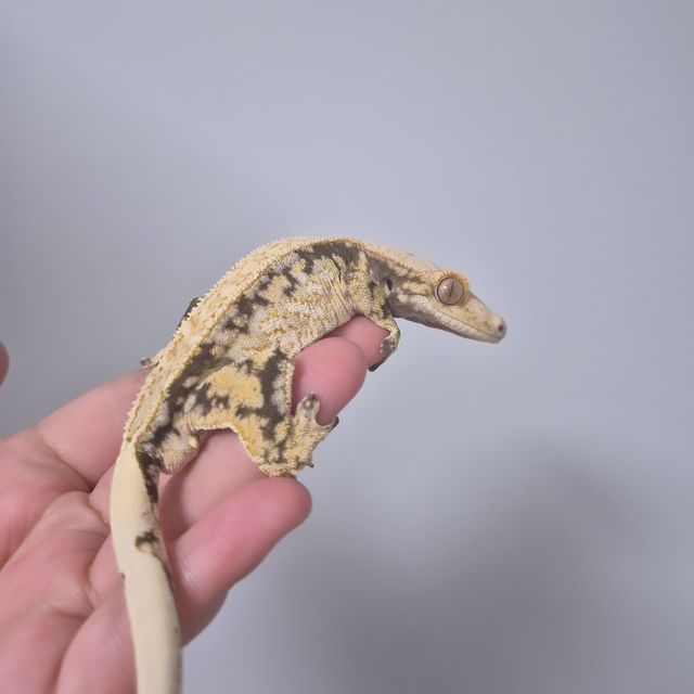 노멀