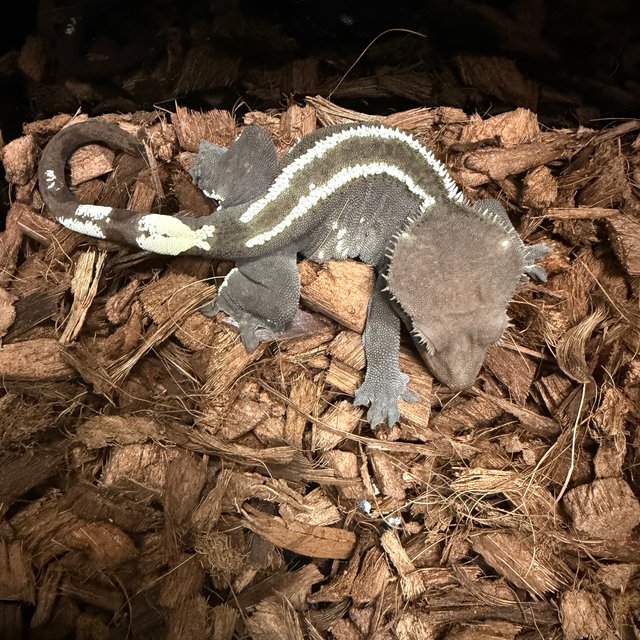 아잔틱 슈퍼스트라이프