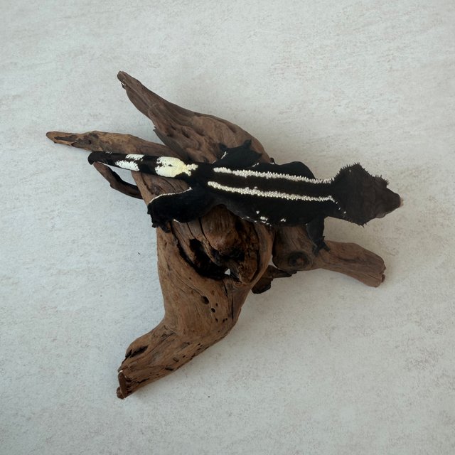 아잔틱 슈퍼스트라이프