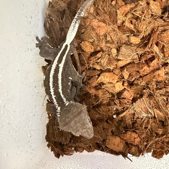 아잔틱 슈퍼스트라이프 풀핀