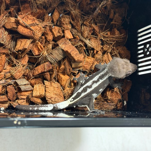 아잔틱 슈퍼스트라이프 풀핀