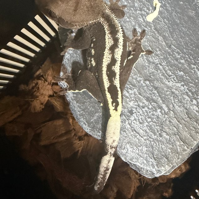 아잔틱 슈퍼스트라이프 풀핀