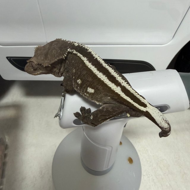 아잔틱 슈퍼스트라이프 풀핀