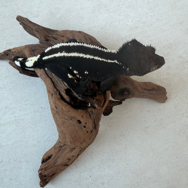 아잔틱 슈퍼스트라이프