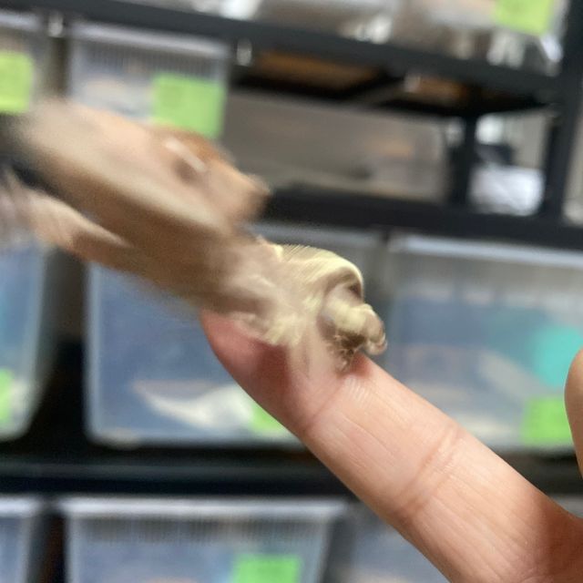 팬텀 프라푸치노