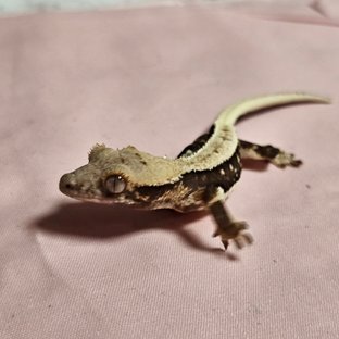 릴리화이트 100%헷아잔틱