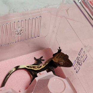 100%헷아잔틱 카푸치노 풀핀