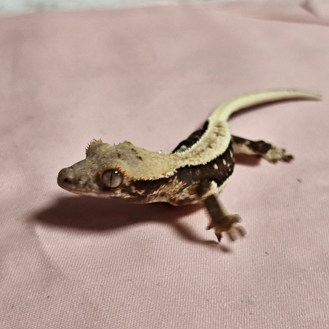 릴리화이트 100%헷아잔틱