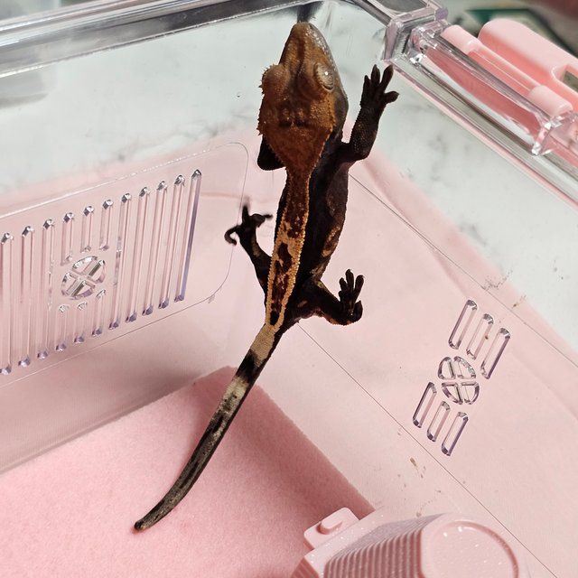 100%헷아잔틱 카푸치노 풀핀