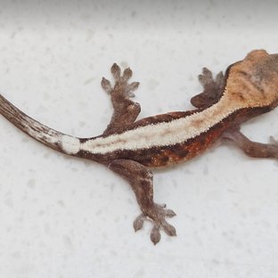 100%헷아잔틱 슈퍼 세이블