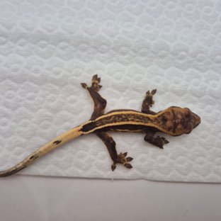 엠티백 슈퍼스트라이프