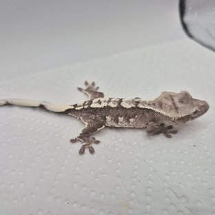 아잔틱