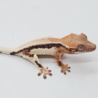 100%헷아잔틱 릴리 세이블 릴리100%헷아잔틱 세이블