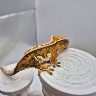 트라이